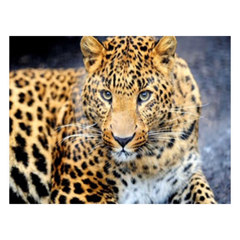 Алмазна мозаїка JS 25464 (50) "TK Group", "Тварини", 30х20 в коробці