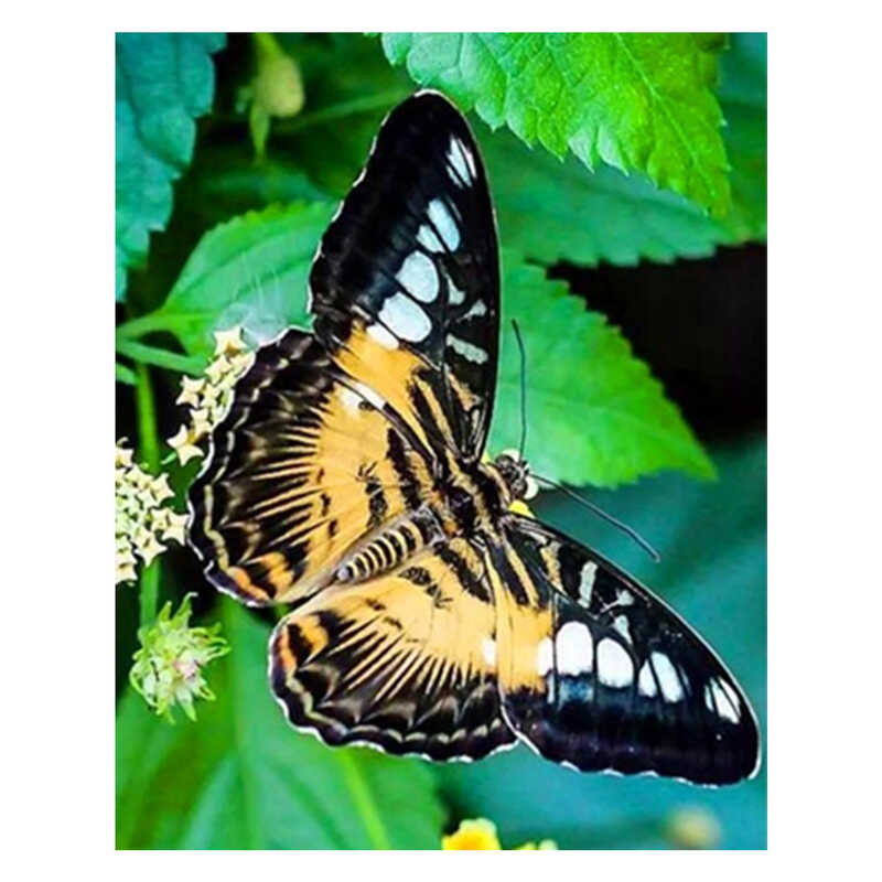 Алмазна мозаїка JS 24637 (50) "TK Group", "Метелики", 30х20 в коробці